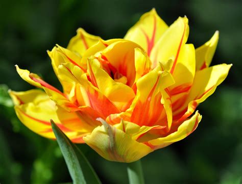 Free Images Blossom Petal Bloom Tulip Botany Garden Close