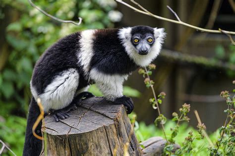 Lemur Animal Muzzle Glance Hd Wallpaper Peakpx