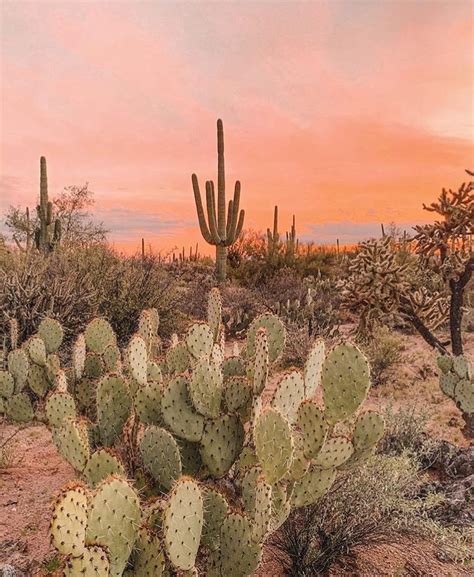 Saguaro National Park Arizona Desert Aesthetic Nature Aesthetic