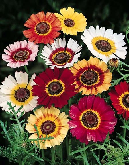 Flori flower cake offers many different western style cake bases, decorated with beautiful flowers made thru piping method using korean bean paste, coloring with natural powders e.g. Tufanica - Crizantema Flori - Seminte de Floarea Tufanica ...