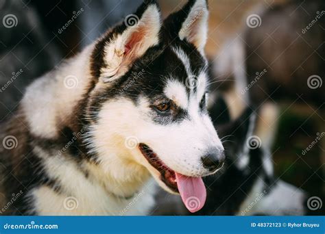 Close Up Young Happy Husky Puppy Eskimo Dog Stock Image Image Of