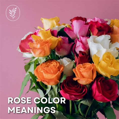 Rose Color Meaning Deciphering The Messages Behind Each Hue
