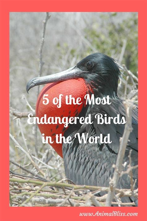 Top 168 List Of Endangered Animals And Birds In The World