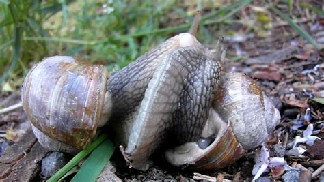 two big snails have a sex very closeup view to snail sexual reproduction action stock footage