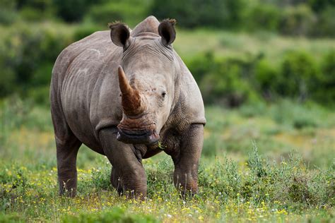 International Trade Of Rhino Horns Is Still Illegal Lowvelder
