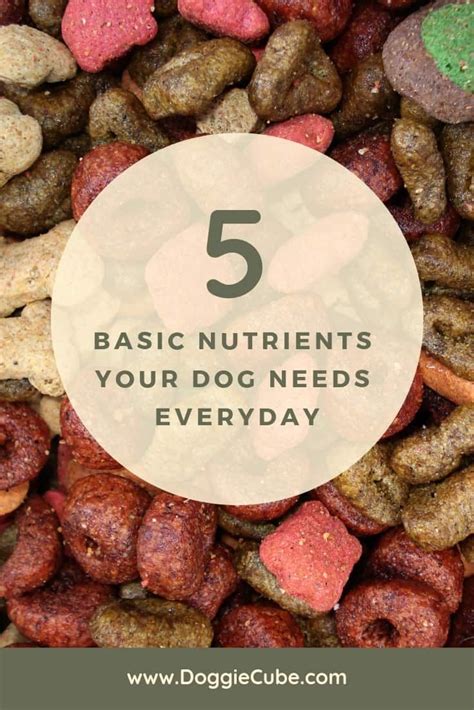 5 Basic Nutrients Your Dog Needs Everyday Doggie Cube Dog Food