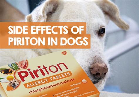 Piriton For Dogs Side Effects To Be Aware Of In Rare Cases