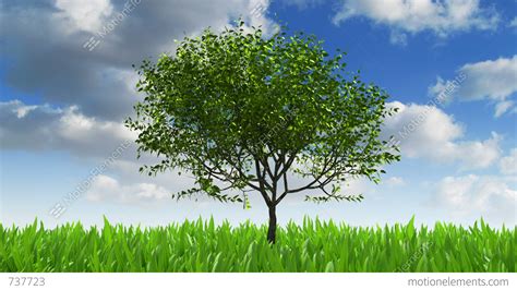 Growing Tree Stock Animation | 737723