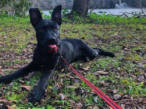The combination is a crossbreed, which combines certain aspects of both breeds in one. Puppy Wolf Hybrid Puppy Husky Pitbull Mix