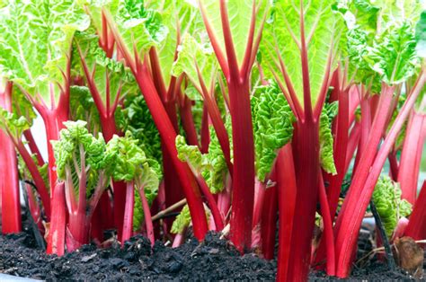 5 reasons your rhubarb has thin stalks uk