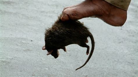 Killing Of Over 300000 Rats At Maharashtras Mantralaya Raises A Stink