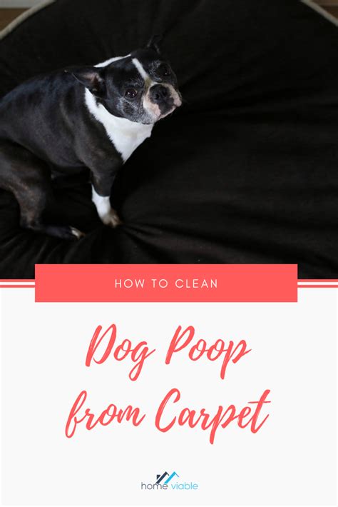 How To Get Rid Of Cat Poop Smell On Carpet Carpet Points