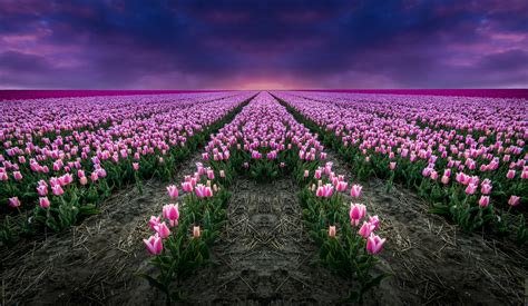 Pink Tulip Field At Sunset By Mario Visser
