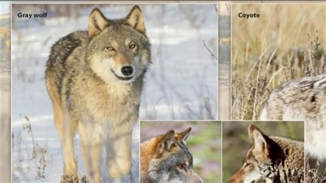 An Update On The Reintroduction Of Wolves To Colorado Youtube