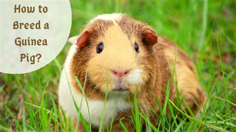 How To Raise A Guinea Pig Woad To Ad
