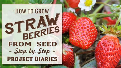 How To Grow Strawberries From Seed A Complete Step By Step Guide