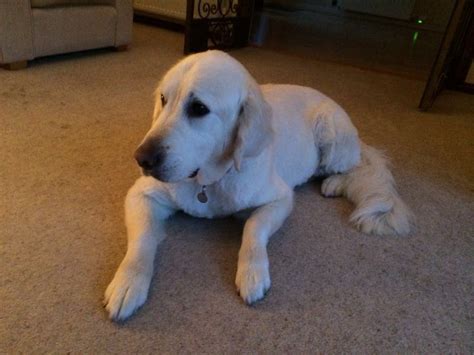 Fast forward to this morning and my son pointed out red splotches all over her chest. Just had his hair done | Labrador retriever, Animals, Dogs