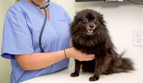 Congestive Heart Failure In Dogs 10 Things You Must Do