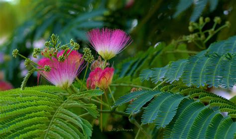 Blooms Of The Mimosa Tree Photograph By Jeanette C Landstrom Pixels