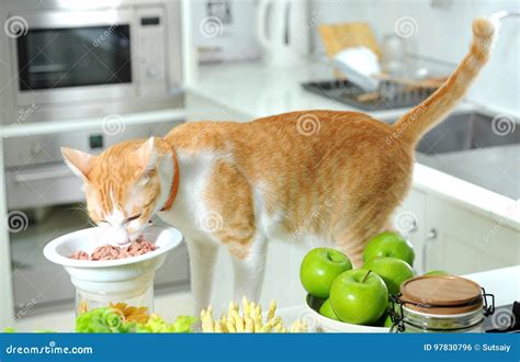 Cat Eats Tuna Stock Photo Image Of Eats Feline Tuna 97830796