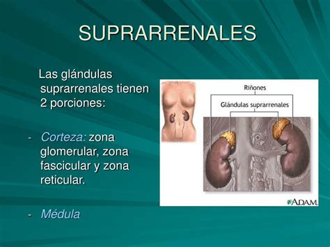 Ppt GlÁndula Suprarrenal Powerpoint Presentation Free Download Id