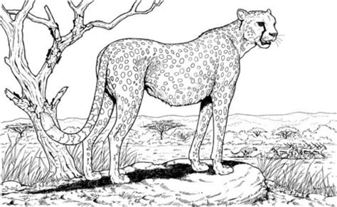 Print out animal pages/information sheets to color. 301 Moved Permanently