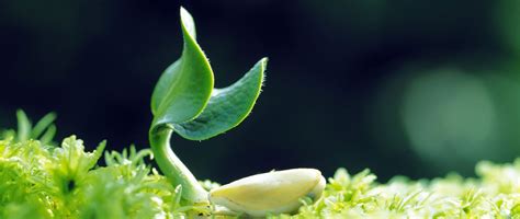 Sunny View Seeds Buy Seeds Bulbs Fertilizers Garden Accessories
