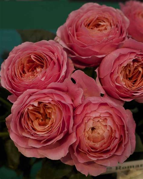 Garden Roses By Alexandra Farms Flirty Fleurs The Florist Blog