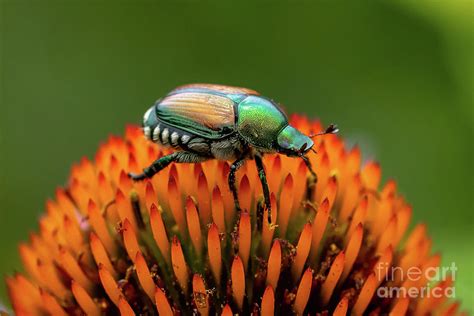 Japanese Beetle Photograph By Tom Bognar