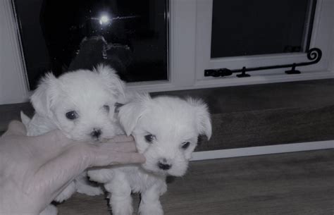 Teacup maltese puppies for adoption in ohio and near cities from affordable pup, a great place to buy your perfect pup. Maltese Puppies For Sale | New Jersey 17, NJ #295975