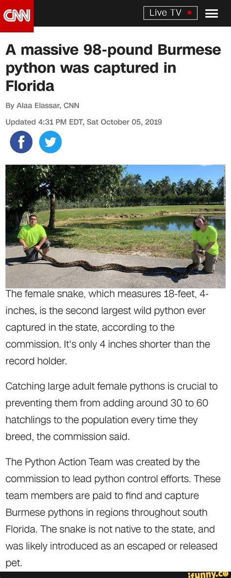 A Massive 98 Pound Burmese Python Was Captured In Florida Updated 431