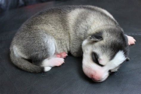 Our puppies are updated in all shots, they are affordable go place your order Newborn husky | Husky puppy, Puppies, Husky