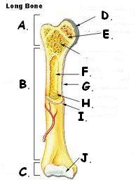 A long bone has two parts: Bone And Osseous Tissue - ProProfs Quiz