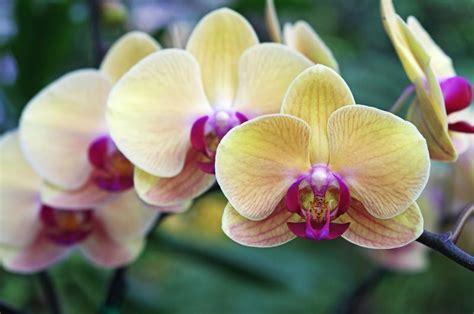 The Different Types Of Orchids Garden Lovers Club Orchideen