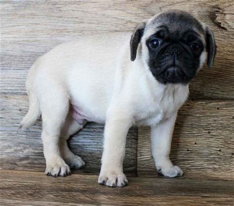 Browse photos and descriptions of 1000 of virginia pug puppies of many breeds available right now! Information on Pug Puppies for Sale in Virginia