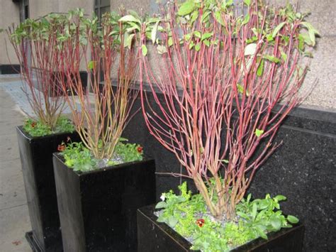 Silky and red osier dogwoods are especially tolerant of consistently moist soil. Red Twig Dogwood | HGTV