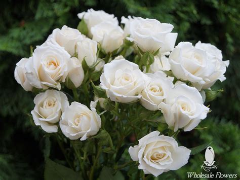 White Spray Roses Rosanti Flowers