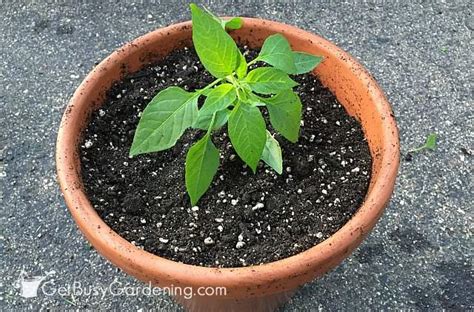 A good cactus potting mixture will also consist of some organic material that makes moisture available to the plant roots when watered but then dries out quickly. How To Make Potting Soil For Container Gardening (with ...
