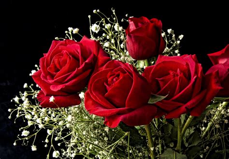 اجمل الورود في العالم ورود في غايه الروعه صباح الحب