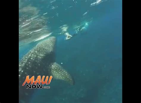 Rare Sighting Of Whale Shark Observed Near Molokini Crater Maui Now