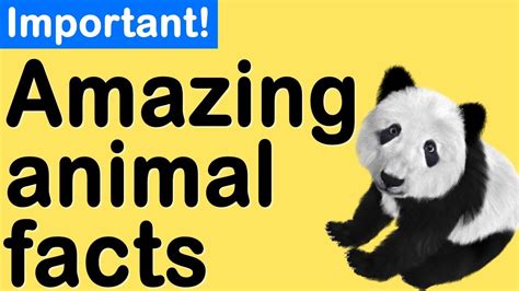 Amazing Facts About Animals Youtube
