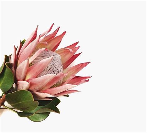 Planting a flowering vine for summer can be a great way to attract pollinators, boost curb appeal with a cascade of flowers or cast some shade over an outdoor seating area. blooms 💐 | Protea flower, Plants, Planting flowers