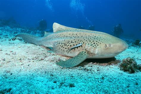 Leopard Shark Stegostoma Fasciatum Yawzer Flickr