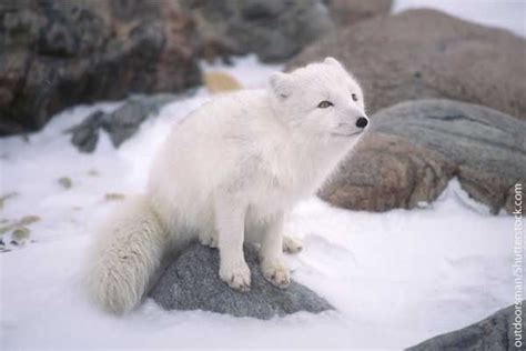 Arctic Animals List With Pictures Facts And Information