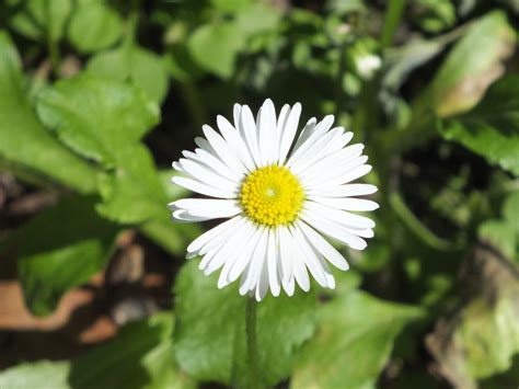 2560x1440 Wallpaper White Daisy Peakpx