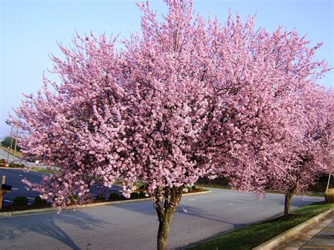 Flowering Plum Tree In Jonesville Nc This Beautiful Flower Flickr