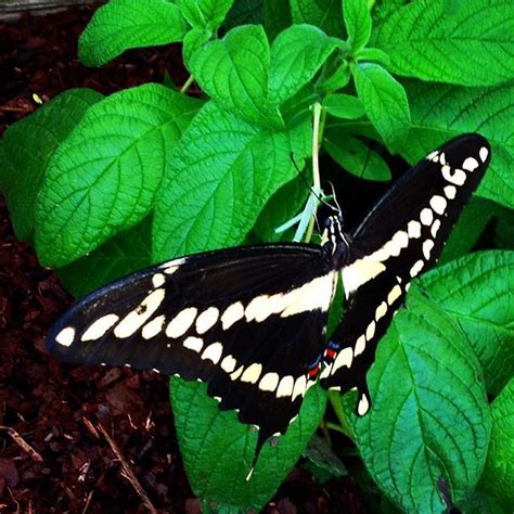 Heard Natural Science Museum On Instagram Black Swallowtail In The