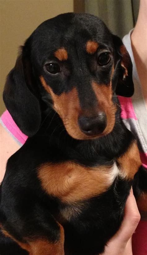 Search for dachshund rescue dogs for adoption near woodbury, minnesota. Dachshund Rescue of Charleston WV | Dachshund rescue