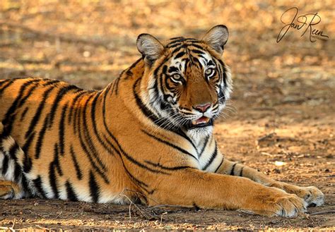 Bengal Tiger Panthera Tigris Tigris Ranthambhore Np India Feb