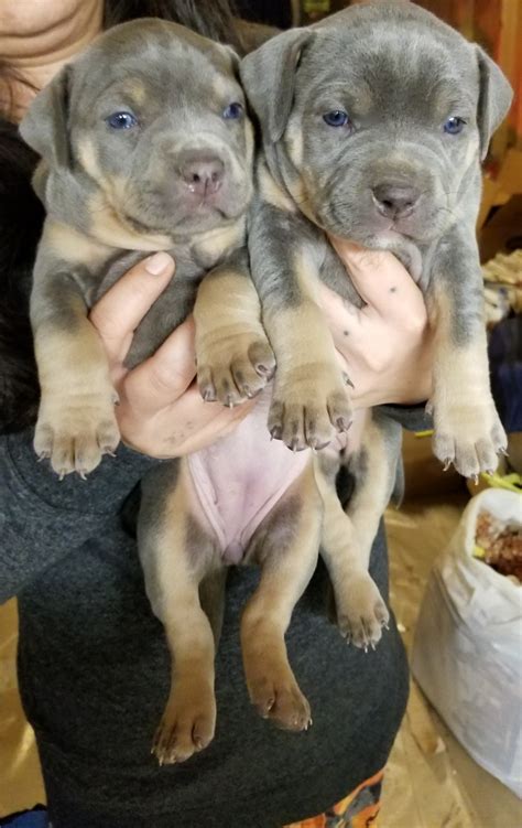 See more of american bully puppies available near me on facebook. American Bully Puppies For Sale | Dobson, NC #285971